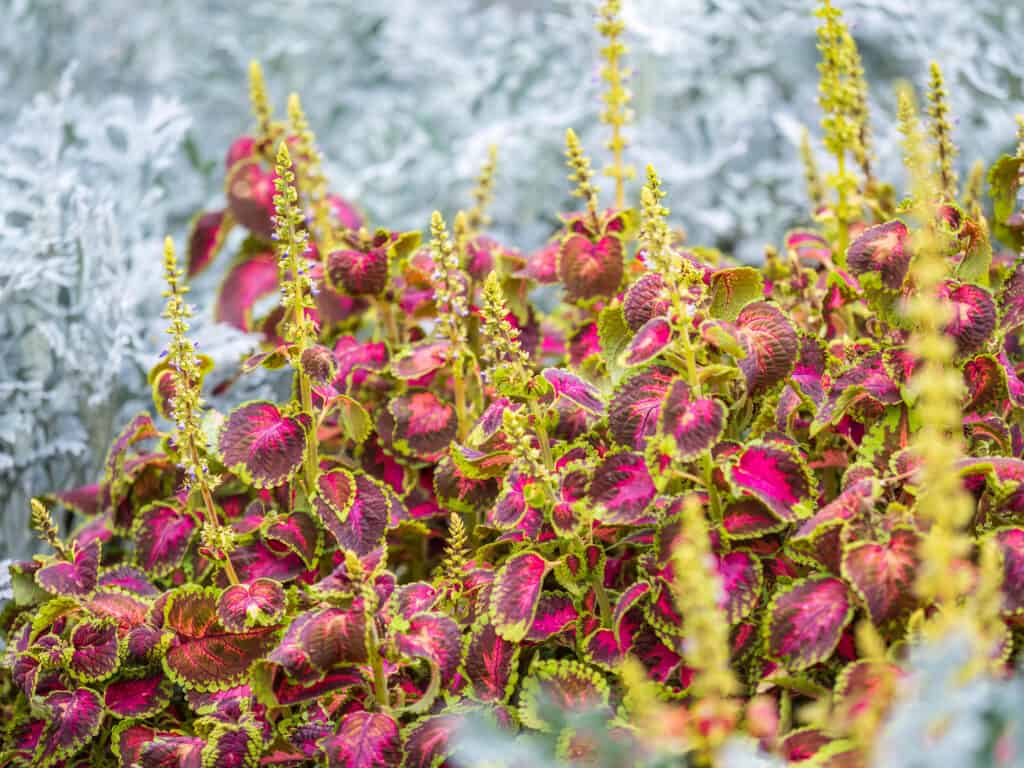 Do Deer Eat Coleus? - A-Z Animals