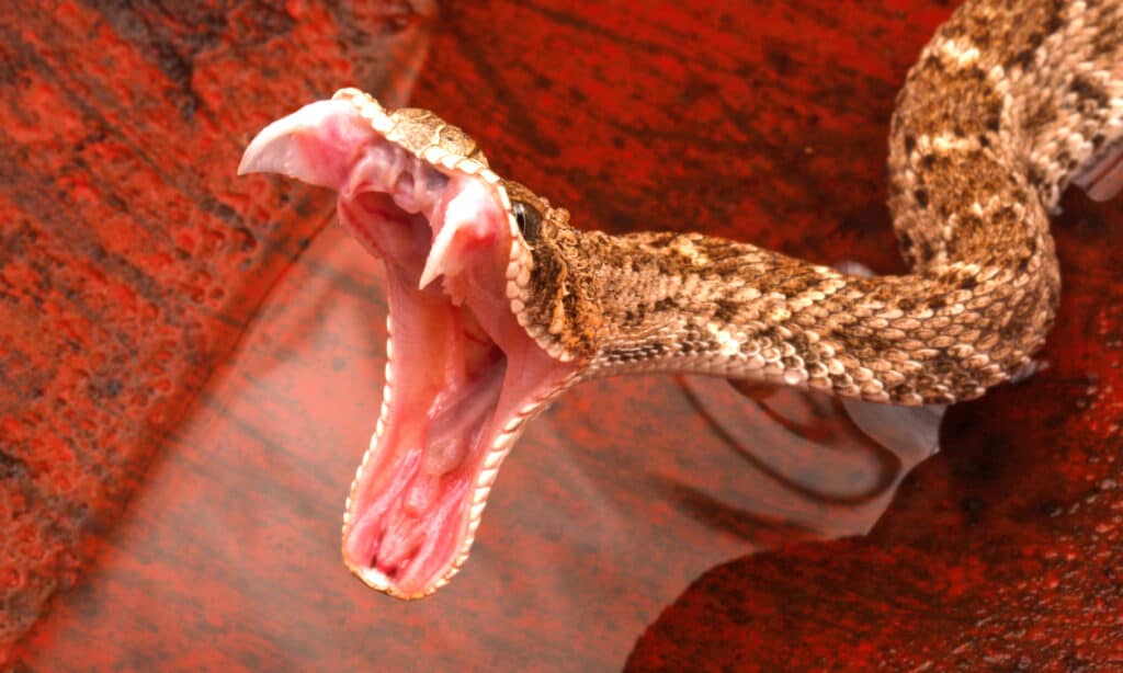 burmese python teeth