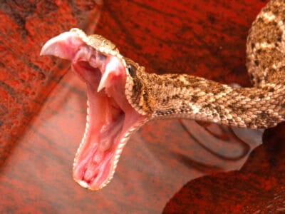 A Florida vs. Texas: Which State Has More Venomous Snakes?