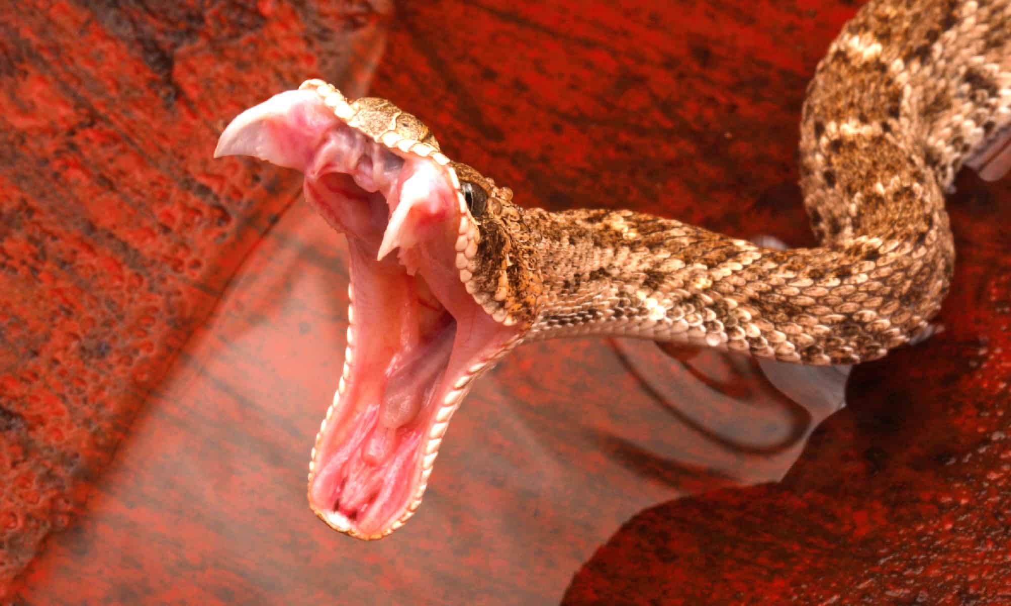Eastern Diamondback Rattlesnake Venom At Benjamin Hutchison Blog Eastern Diamondback Rattlesnake Venom At Benjamin Hutchison Blog