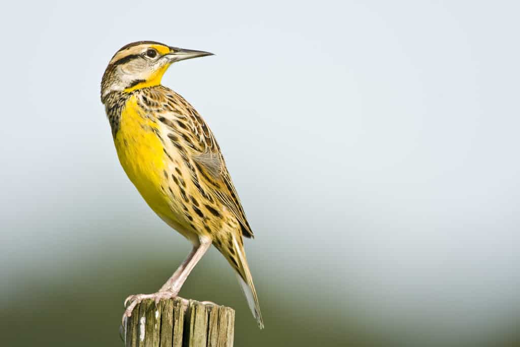 Meadowlark perched on a fence post