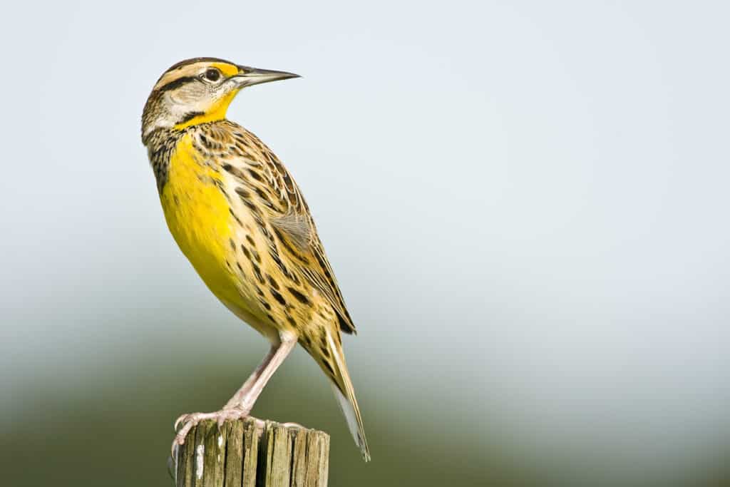 eastern meadowlark