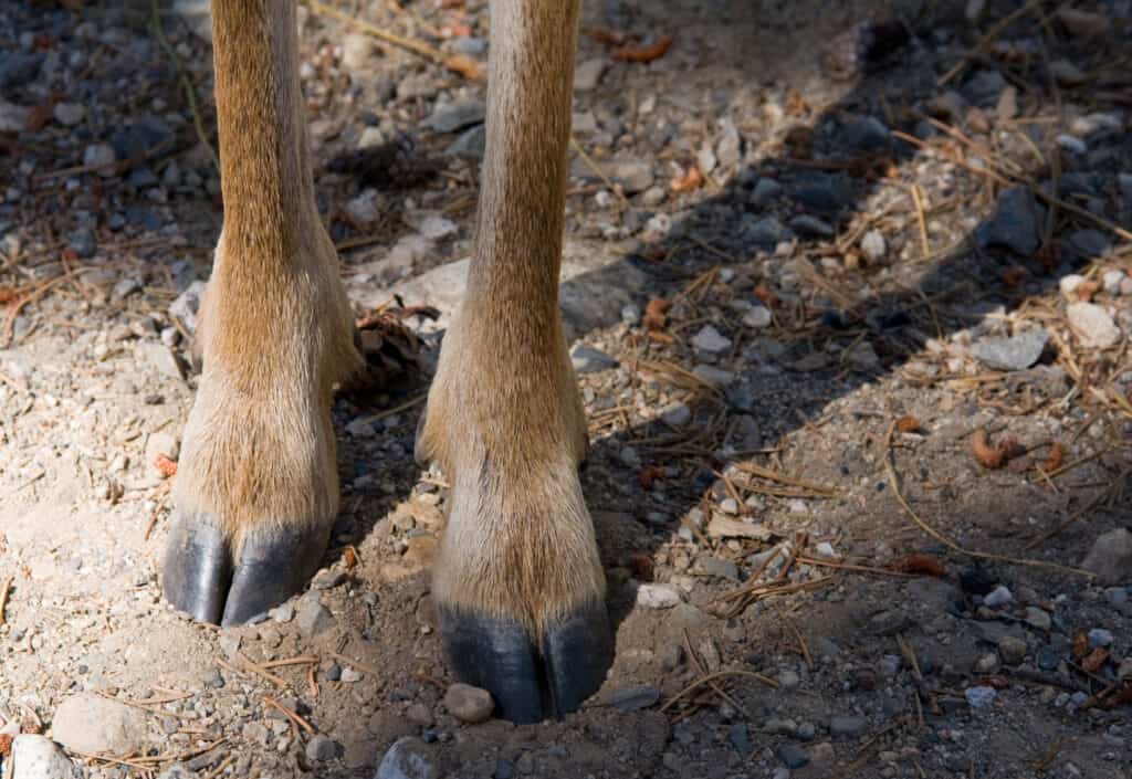 Deer Legs