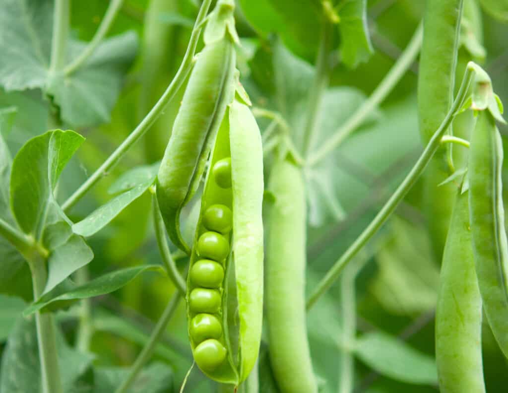 vegetables to plant in february