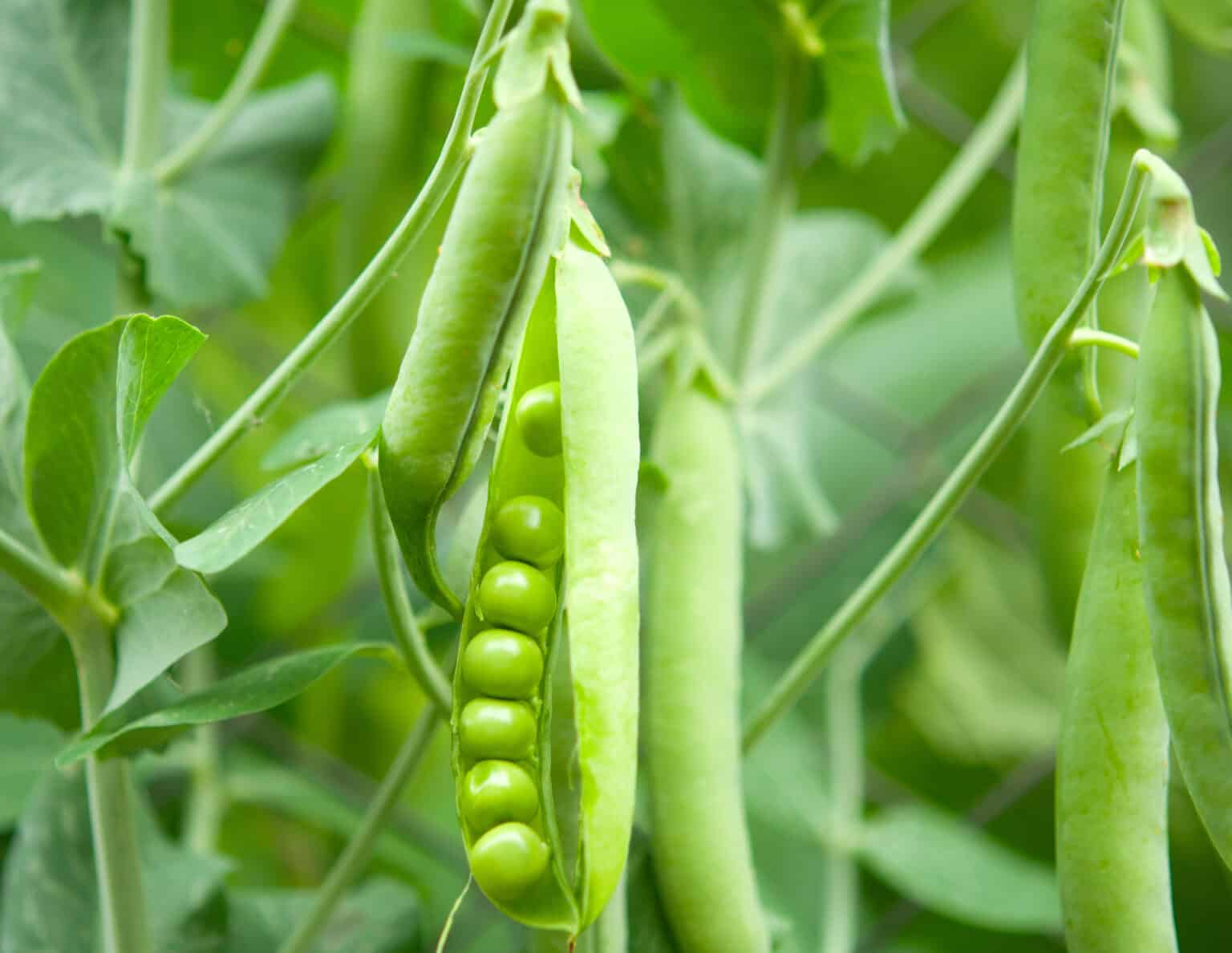 How to Grow Peas: Your Complete Guide - A-Z Animals