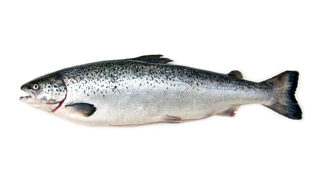 Salmon - Seafood, White Background, Whole, Cut Out, Freshness