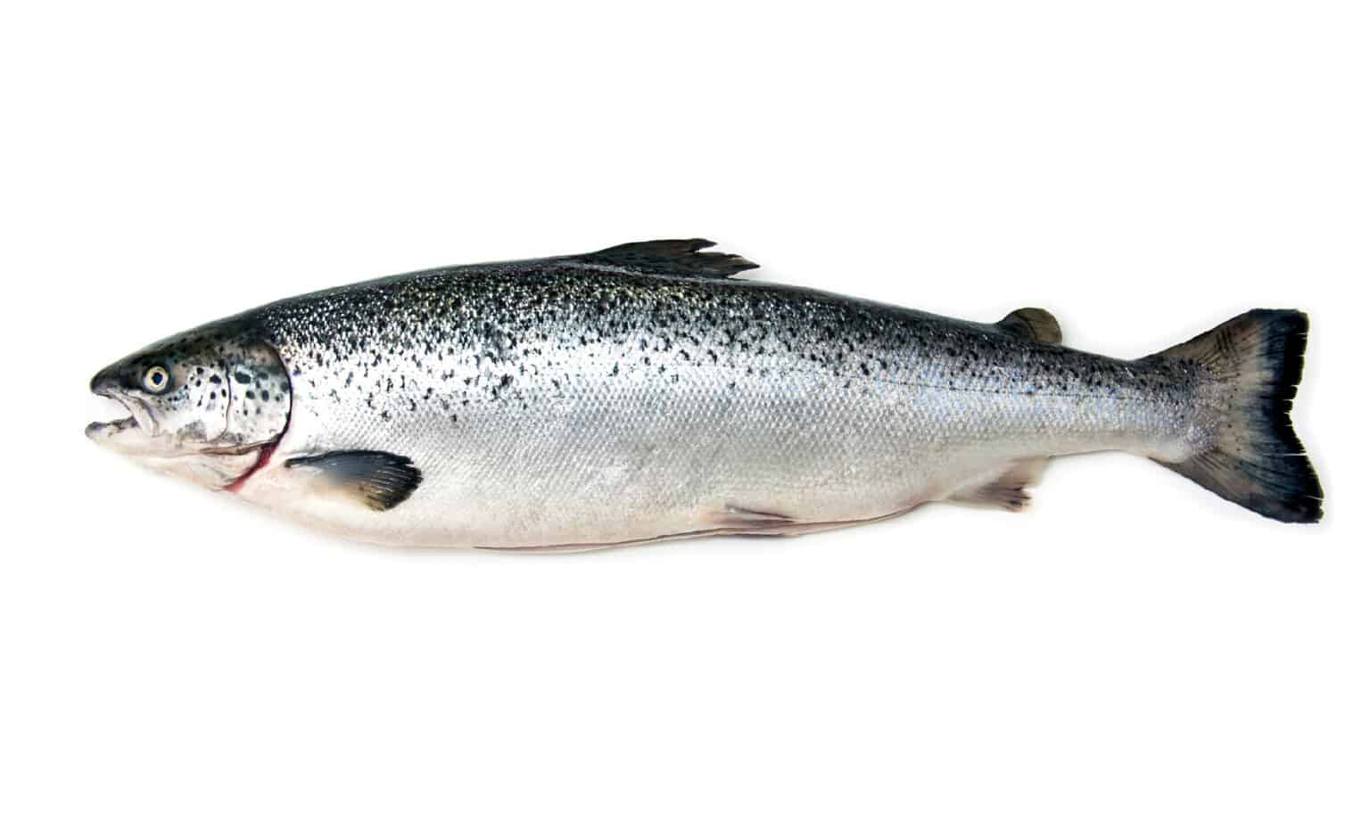 Salmon Fish Facts - Salmonidae - A-Z Animals