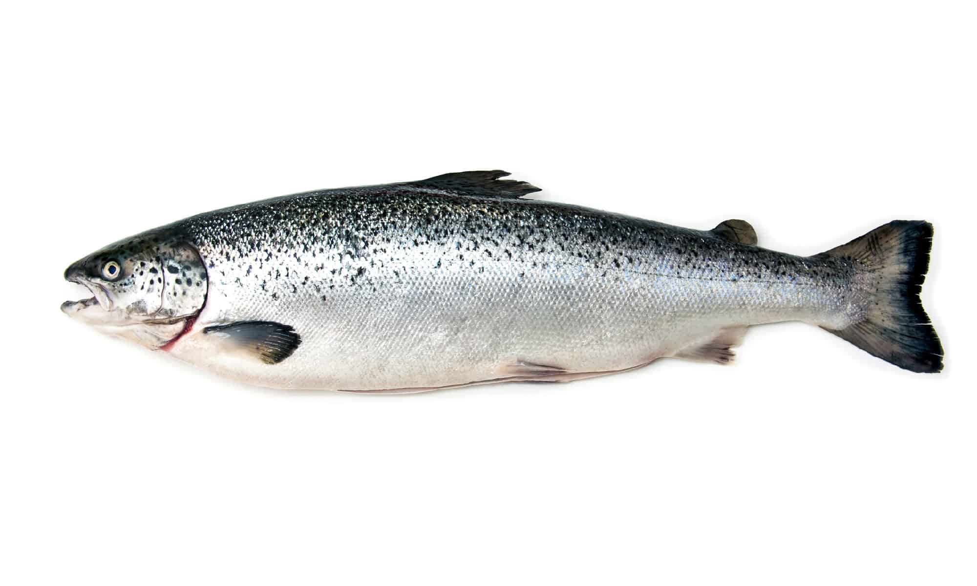 Salmon - seafood, white background, whole, cut out, fresh