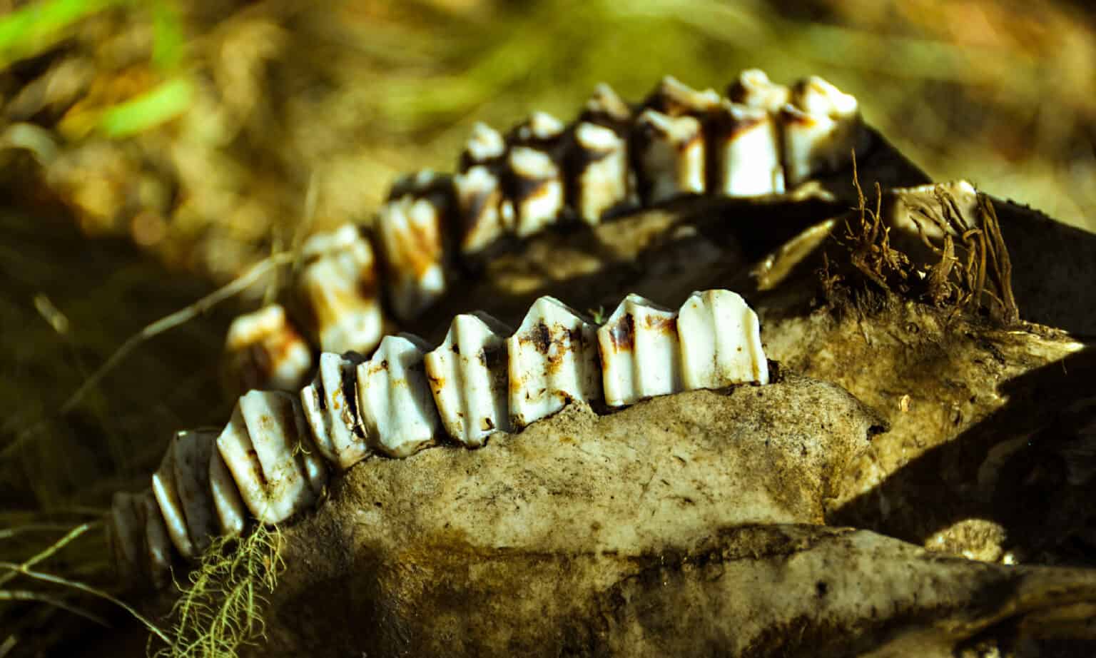 Elk Teeth Everything You Need To Know AZ Animals