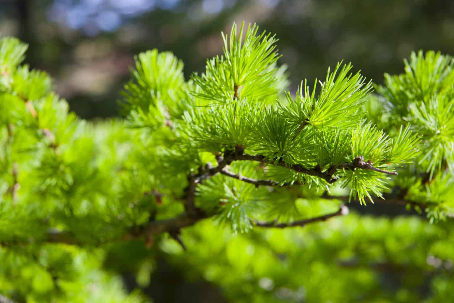 Larch vs. Tamarack - A-Z Animals