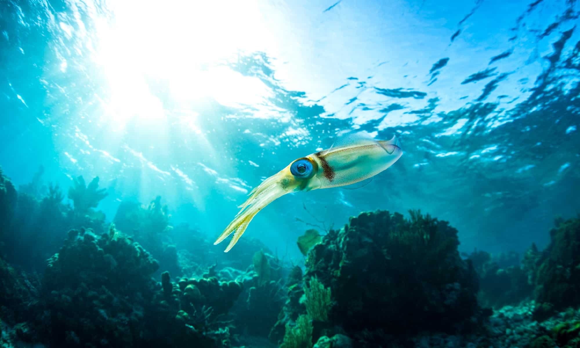 Squid, Sea, Underwater, Animal, Honduras