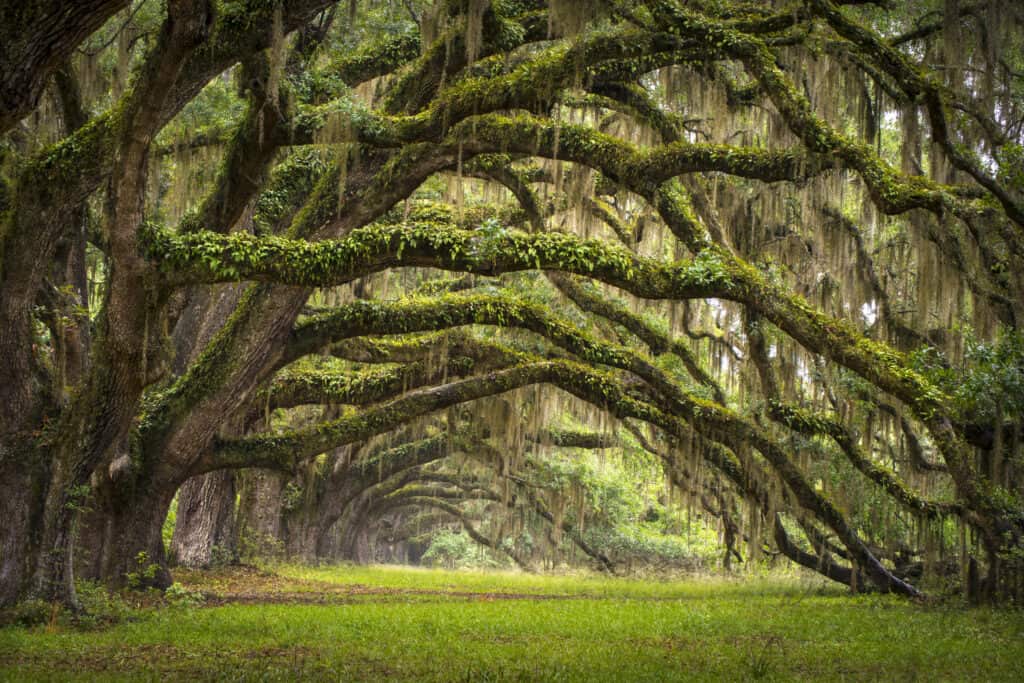 Live oak tree