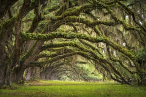 The 15 Most Iconic Trees Native to Alabama Picture