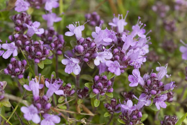 Woolly Thyme vs Creeping Thyme - A-Z Animals