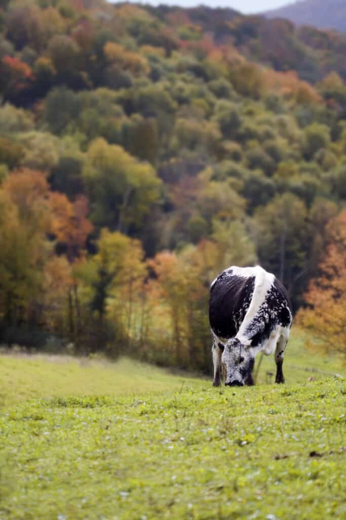 Randall lineback cow in a field