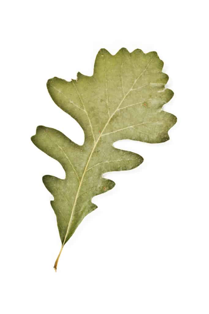 An image of a single, large Bur Oak leaf against a white background. 
