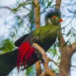 Turaco