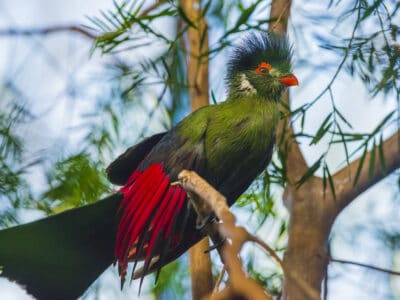 A Turaco