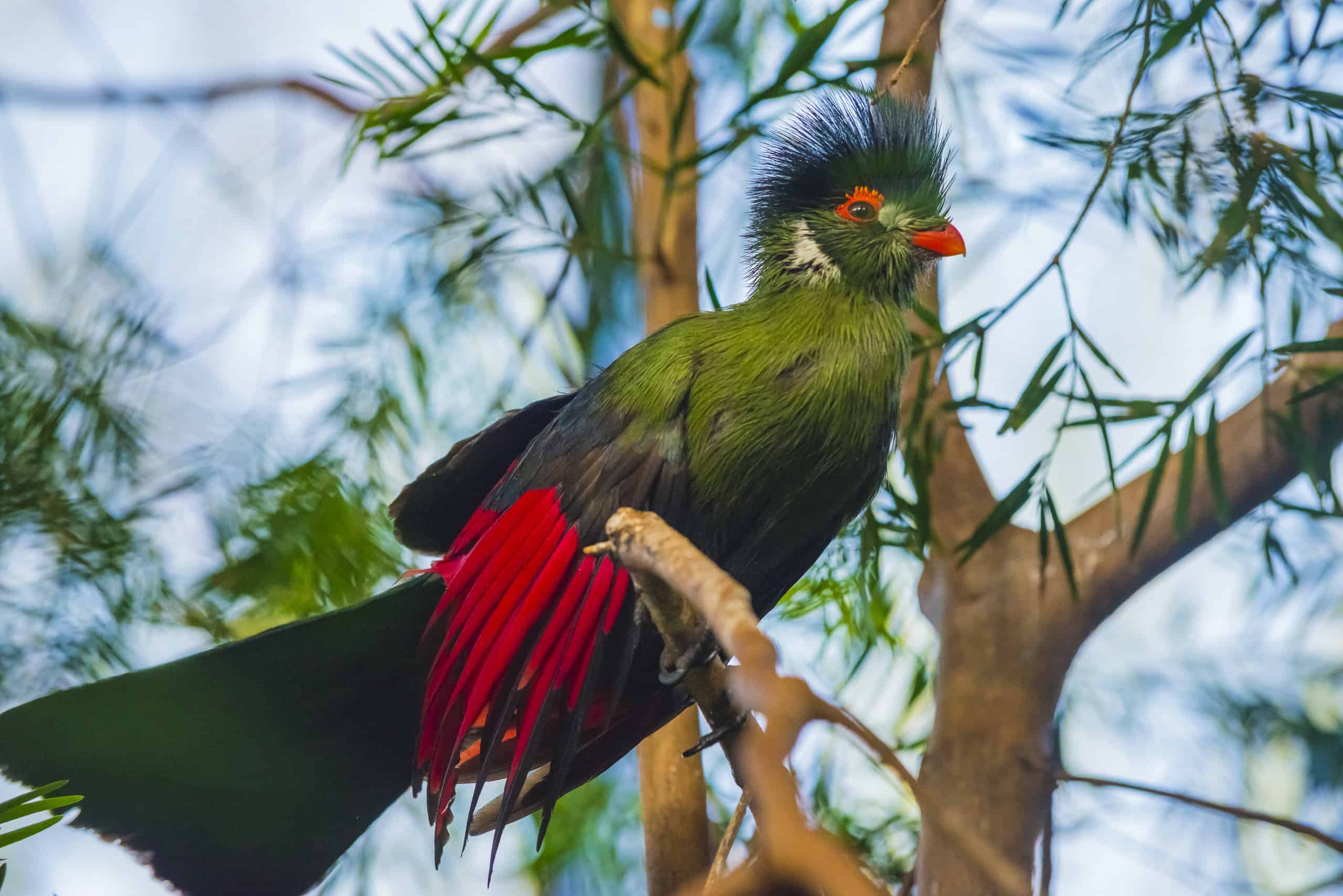 Turaco Bird Facts - AZ Animals