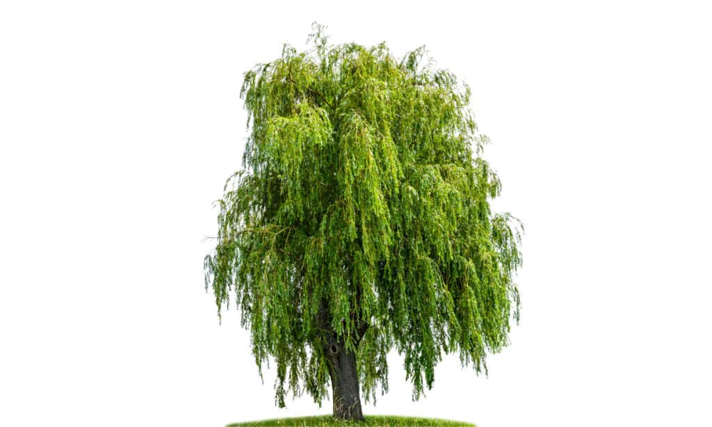Willow Tree, Weeping Willow, White Background, Cut Out, Tree