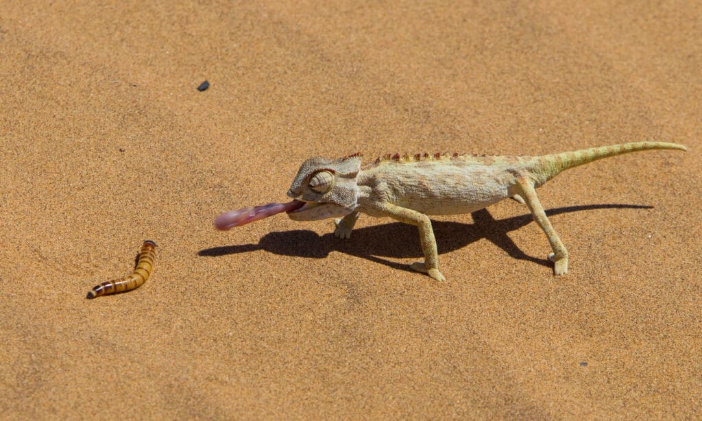 Lizard, Sand, Africa, Animal, Animal Body Part