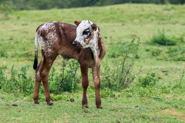 Nguni calf in a sunny field