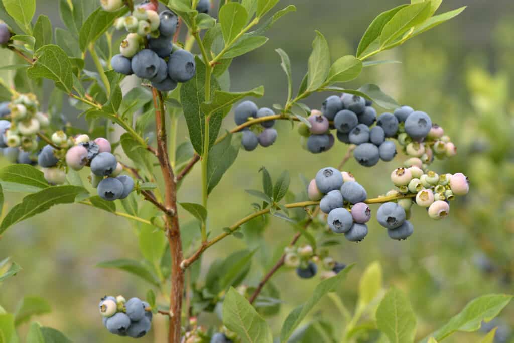 Beautiful blueberries of summer