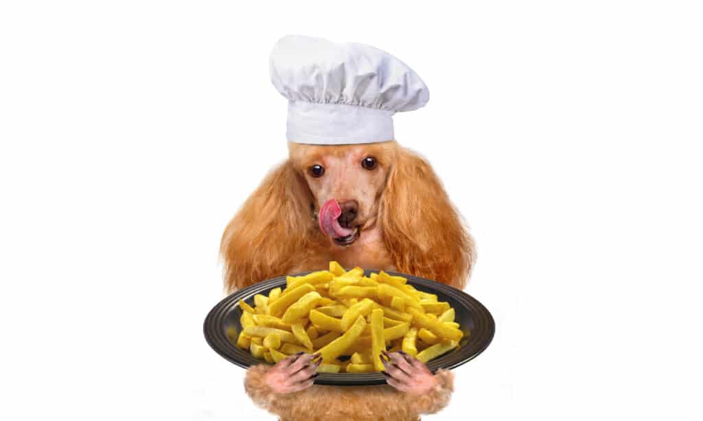 French Fries, Prepared Potato, Dog, Eating, Humor
