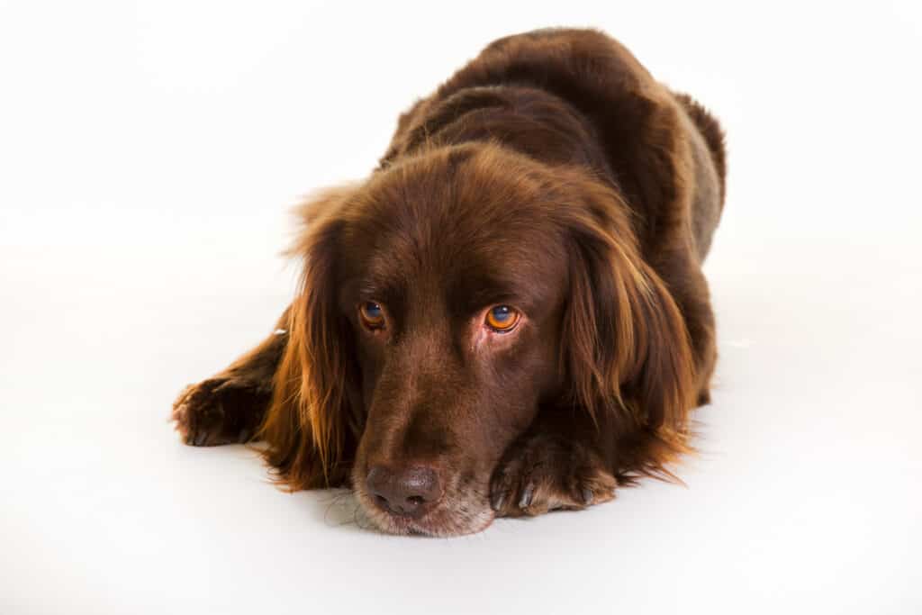 Brown German longhaired pointer dog