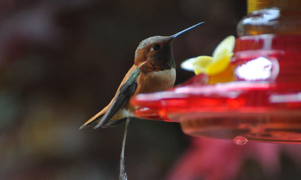 2015, Bird Feeder, Horizontal, Hummingbird, Male Animal