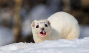 Weasel Poop: Everything You’ve Ever Wanted To Know Picture