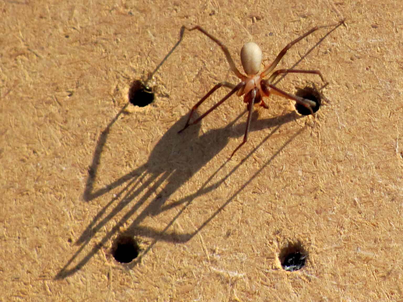 What Do Brown Recluse Spiders Eat? AZ Animals