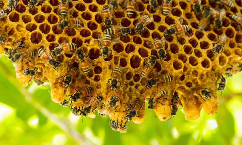 Beehive, Bee, Honey Bee, Honeycomb - Animal Creation, Tree