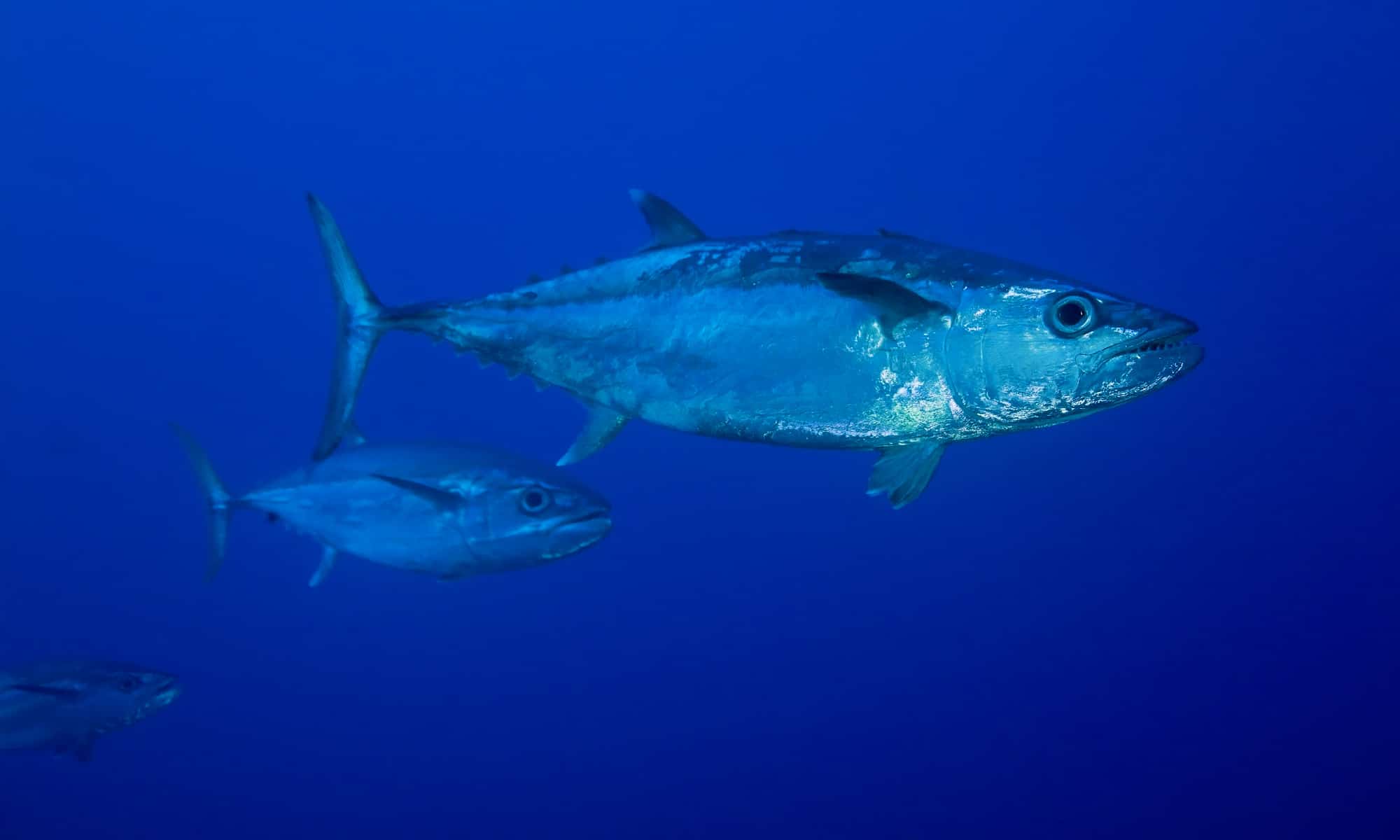 Dog Tooth Tuna, Underwater, 2015, Animal Wildlife, Animals In The Wild