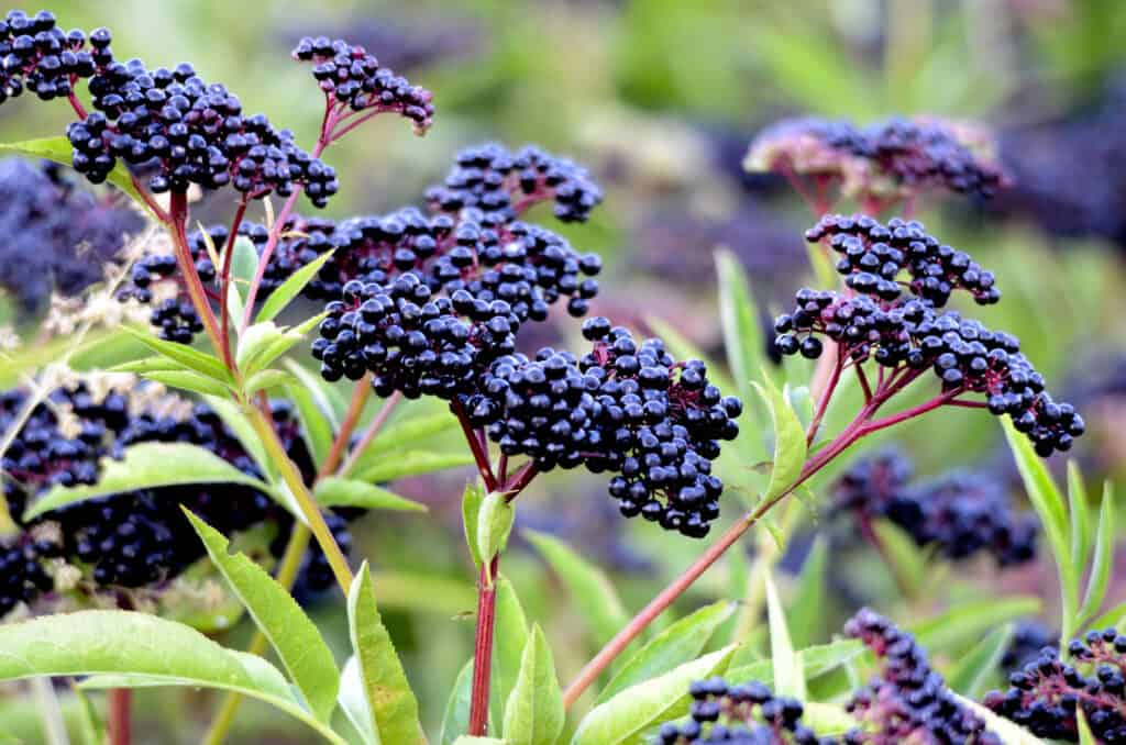 Elderberry Shrub