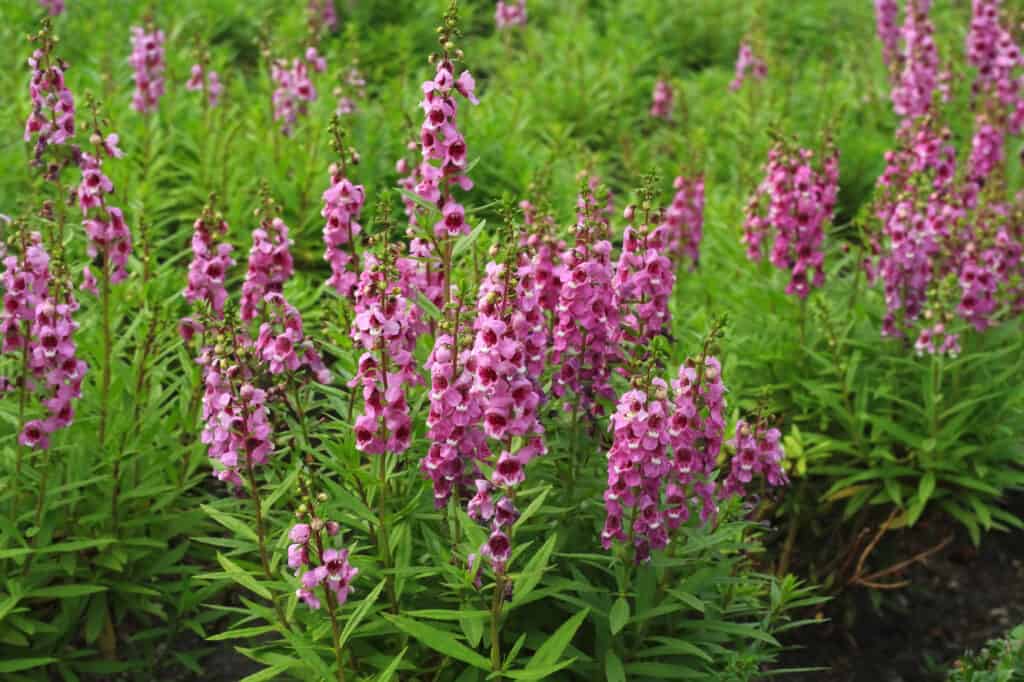 Low maintenance annual flowers: Angelonia goyazensis Benth