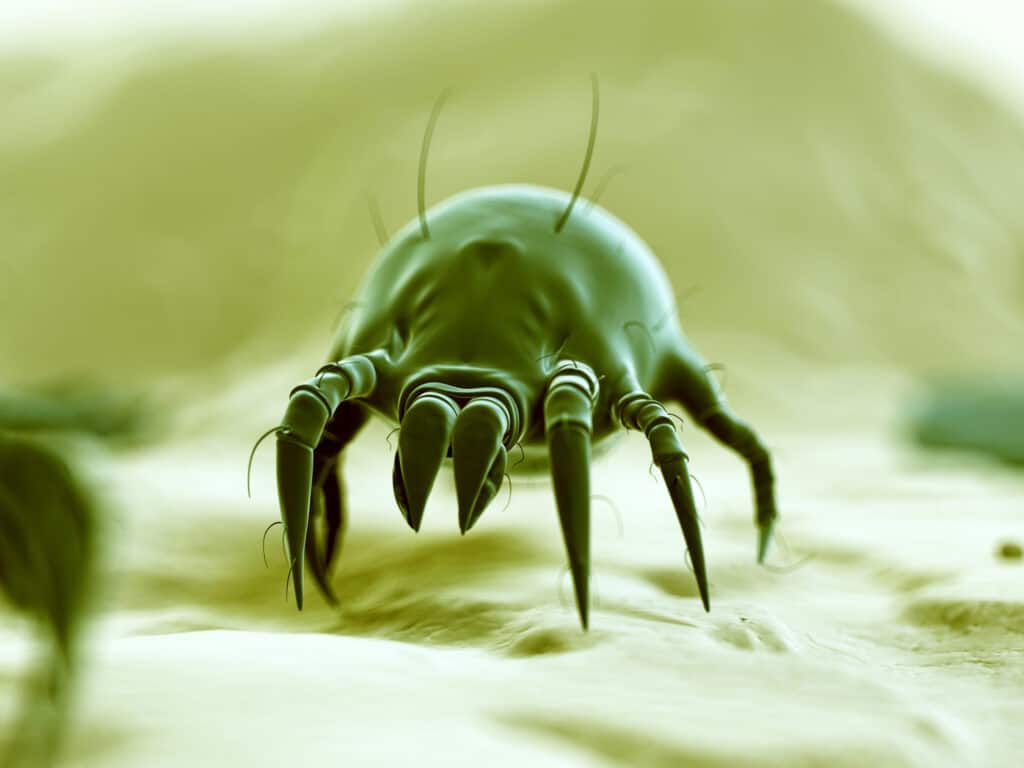 dust mite