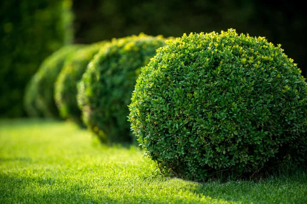 pruned boxwoods on a green lawn