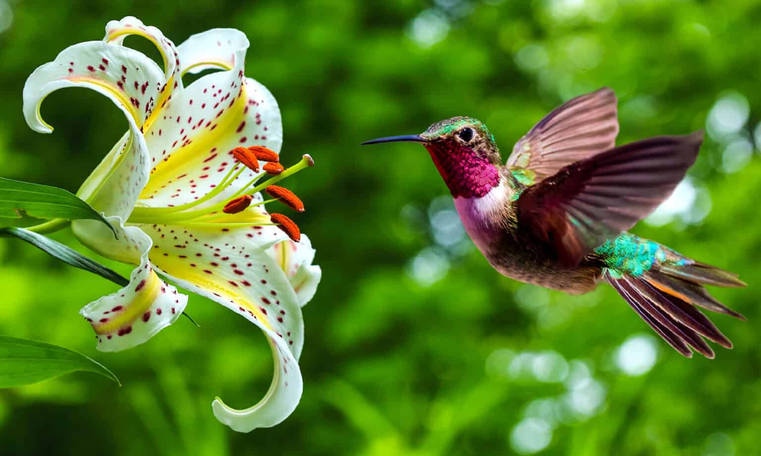 Humminbird Poop Hummingbird Poop: Everything You've Ever Wanted To Know - A-Z Animals