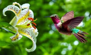 Hummingbird Poop: Everything You’ve Ever Wanted To Know Picture