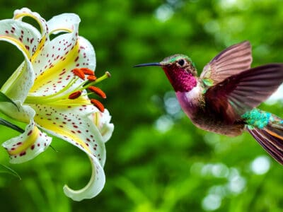 A Hummingbird Poop: Everything You’ve Ever Wanted To Know