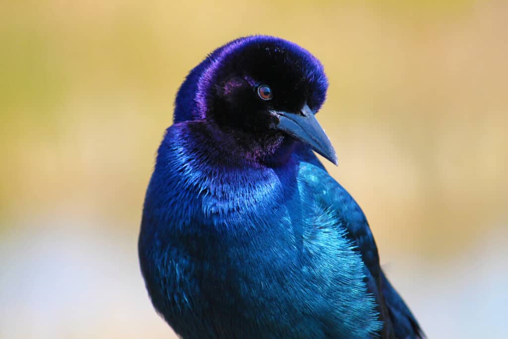 Purple Martin