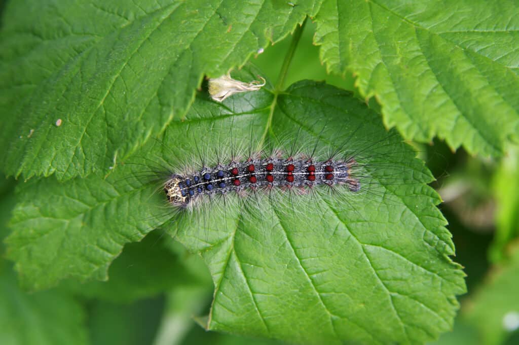 Gypsy moth caterpillar on a raspberry leaf.