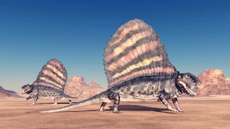 Pelycosaur Dimetrodon illustration