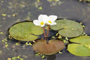 Frogbit vs Duckweed: What Are The Differences? Picture