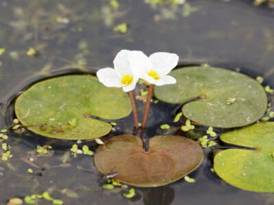 A Frogbit vs Duckweed: What Are The Differences?