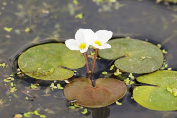 Frogbit vs Duckweed: What Are The Differences? - A-Z Animals