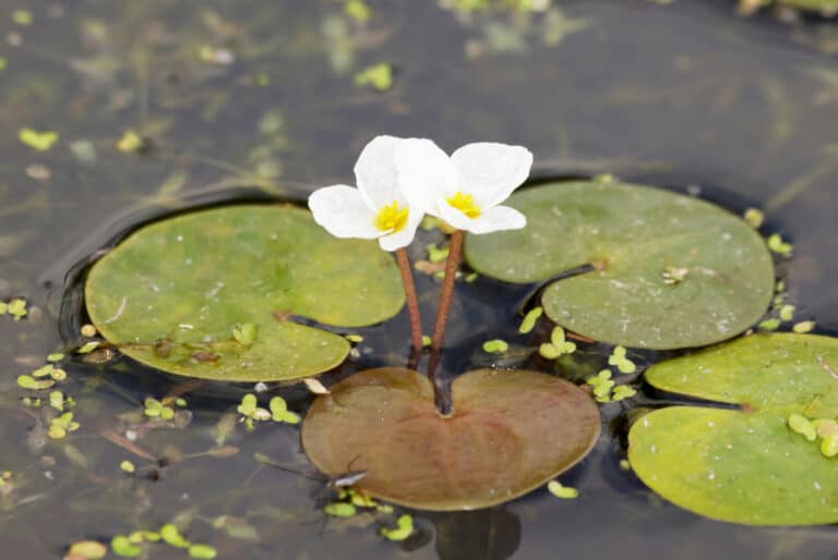 frogbit