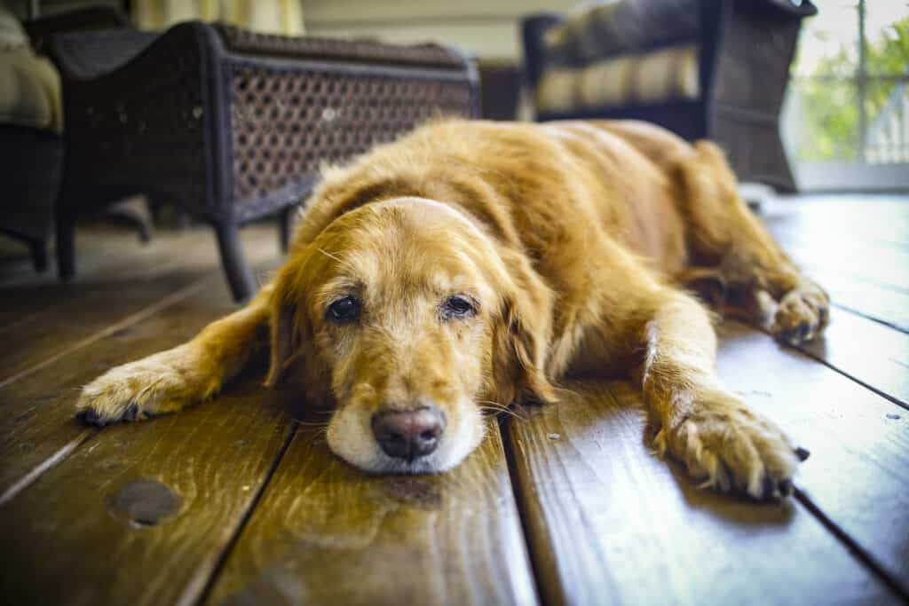 Dog laying down on the floor not wanting to move around.