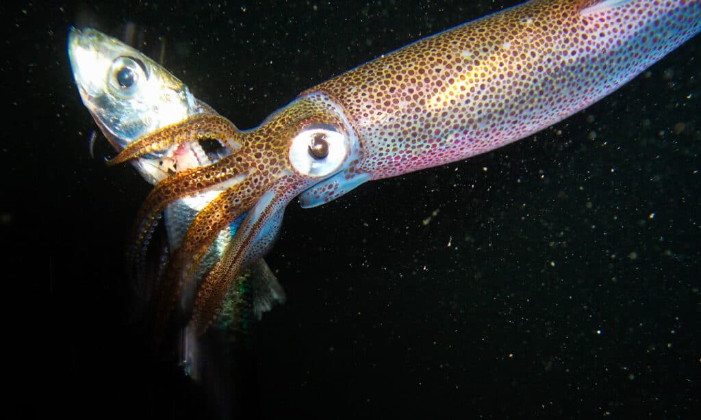 Squid, Animals Hunting, Pacific Ocean, Aggression, Animal